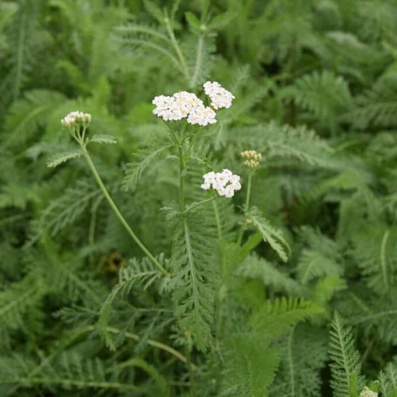 Achillea millefolium ---